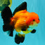 AAA Grade Apache Oranda Female 5.5-6 inches #071026OR_25