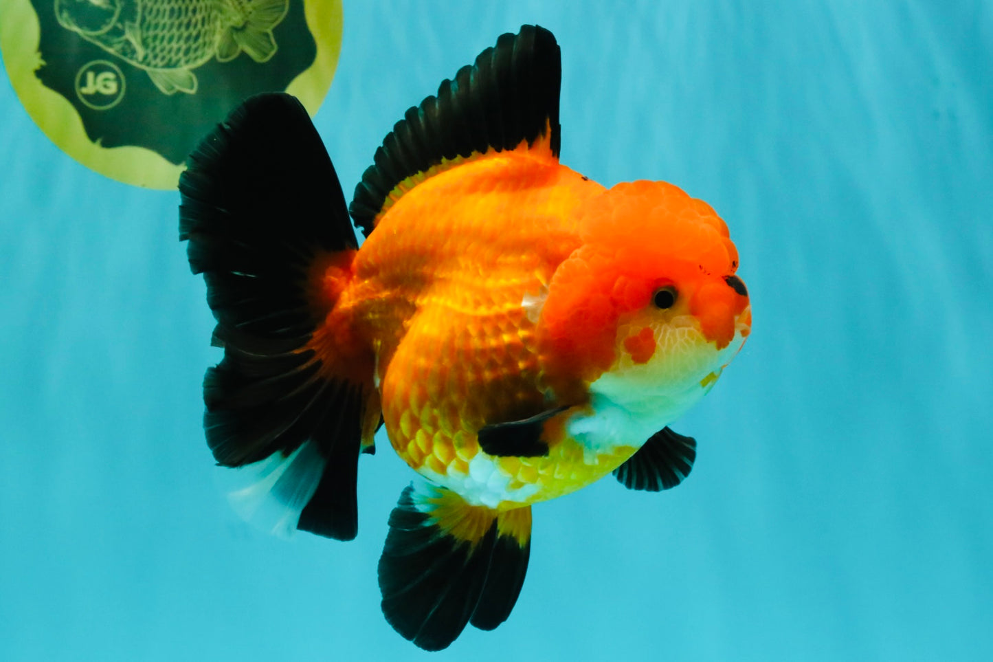 AAA Grade Apache Oranda Female 5.5-6 inches #071026OR_25