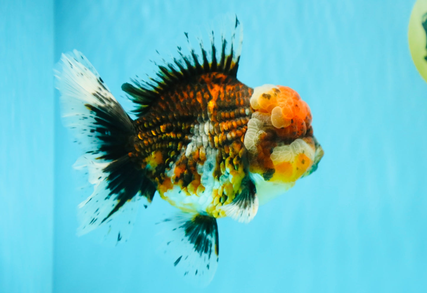 GIANT SUPER AAA Grade Godzilla Kirin Calico Oranda Male 6.5-7 inches #030626OR_06