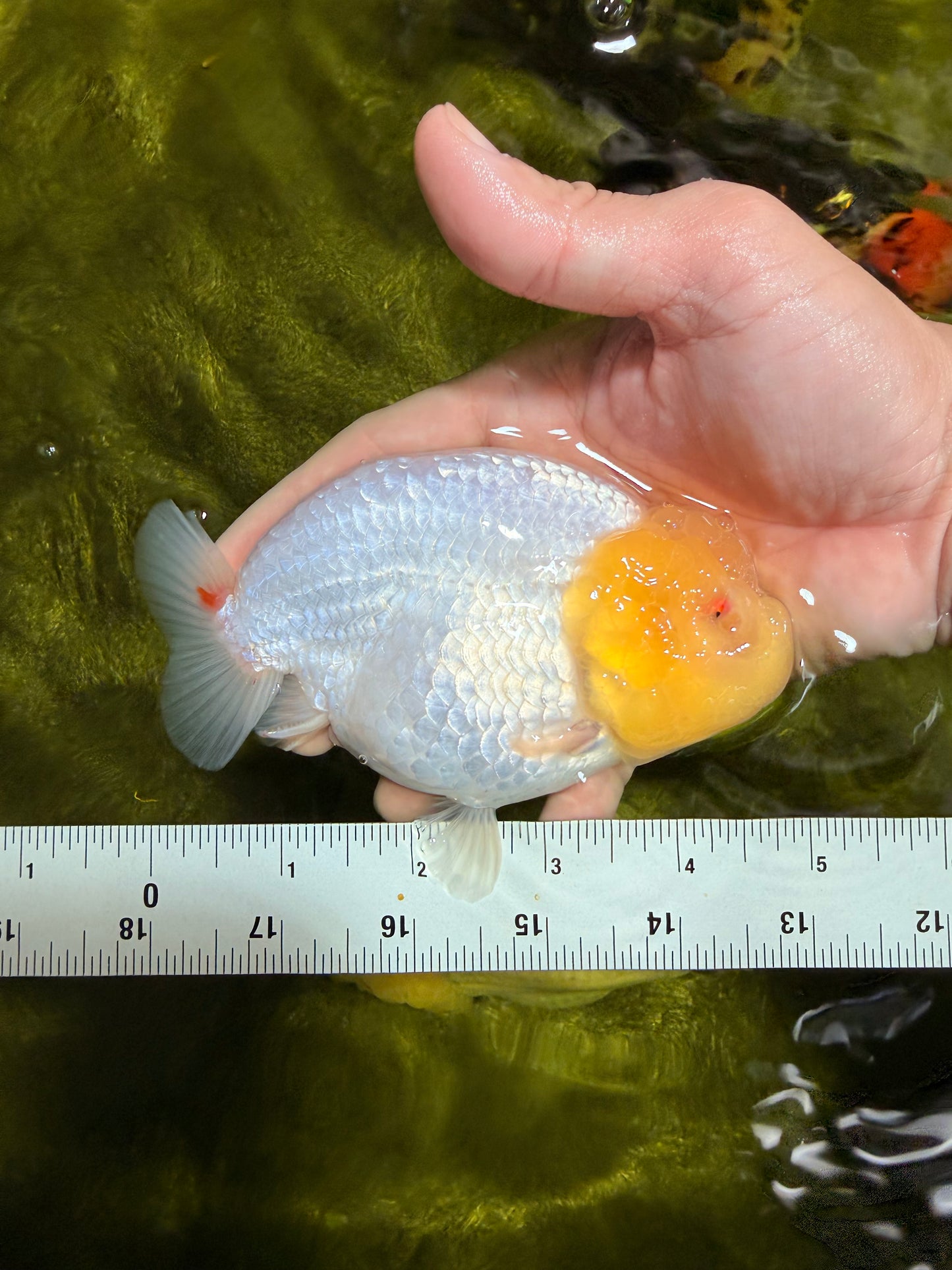 ADORABLE A Grade White LionQueen 4.5-5 inches #022026LC_13