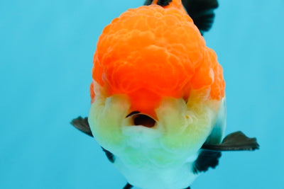 Oranda tricolor hembra de grado AAA de 4,5 pulgadas n.º 0503OR_01