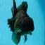 AAA Grade Young Godzilla Black Oranda Male 5.5 inches #050925OR_53