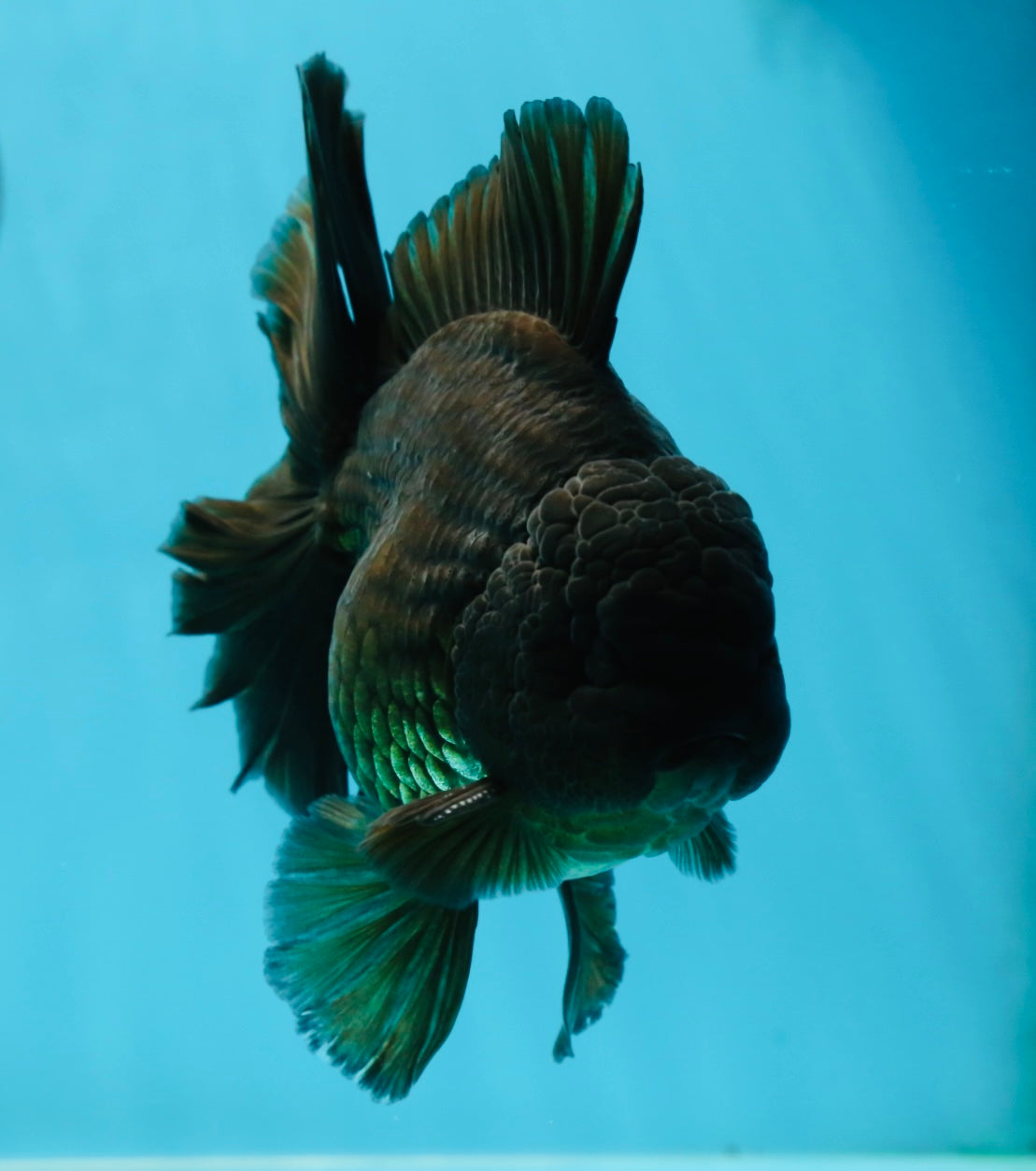 AAA Grade Young Godzilla Black Oranda Male 5.5 inches #050925OR_53
