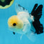 Panda Oranda Male 5 inches #091225OR_23
