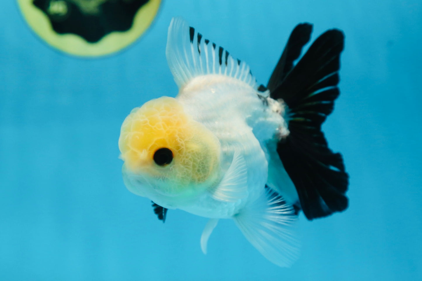 Panda Oranda Male 5 inches #091225OR_23