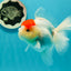 A Grade Pom-poms Tancho Oranda Female 5 inches #102524OR_12