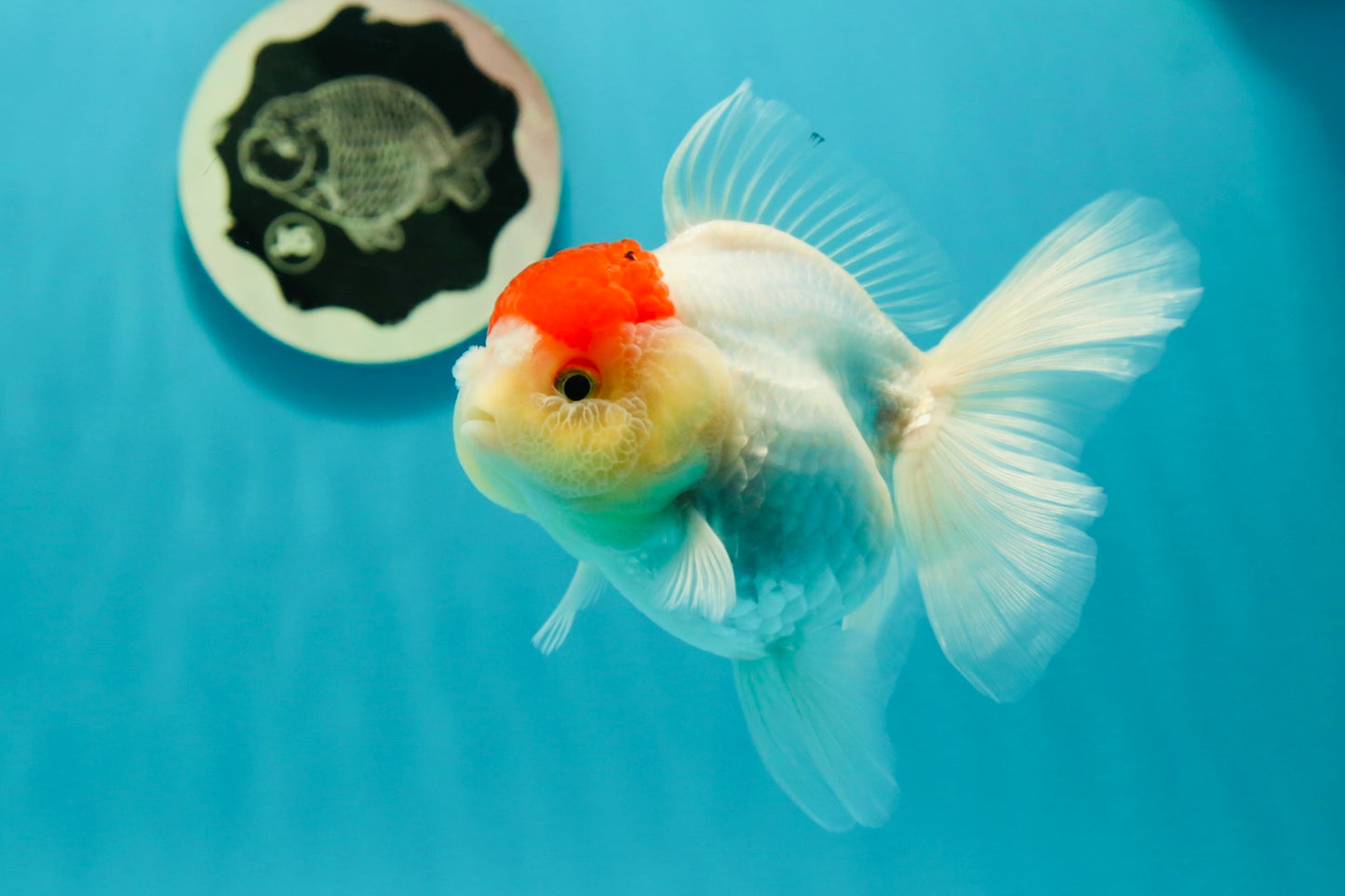 A Grade Pom-poms Tancho Oranda Female 5 inches #102524OR_12