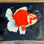 [FREE SHIPPING] Handcrafted Red White Oranda Goldfish Painting – One-of-a-Kind Artwork from Jimmy’s Collection