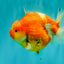 CHUBBY AAA Grade Kohaku Sakura Yuanbao Male 5 inches #092526YB_06