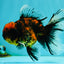 Tiger Oranda Male 6.5 inches #081426OR_02