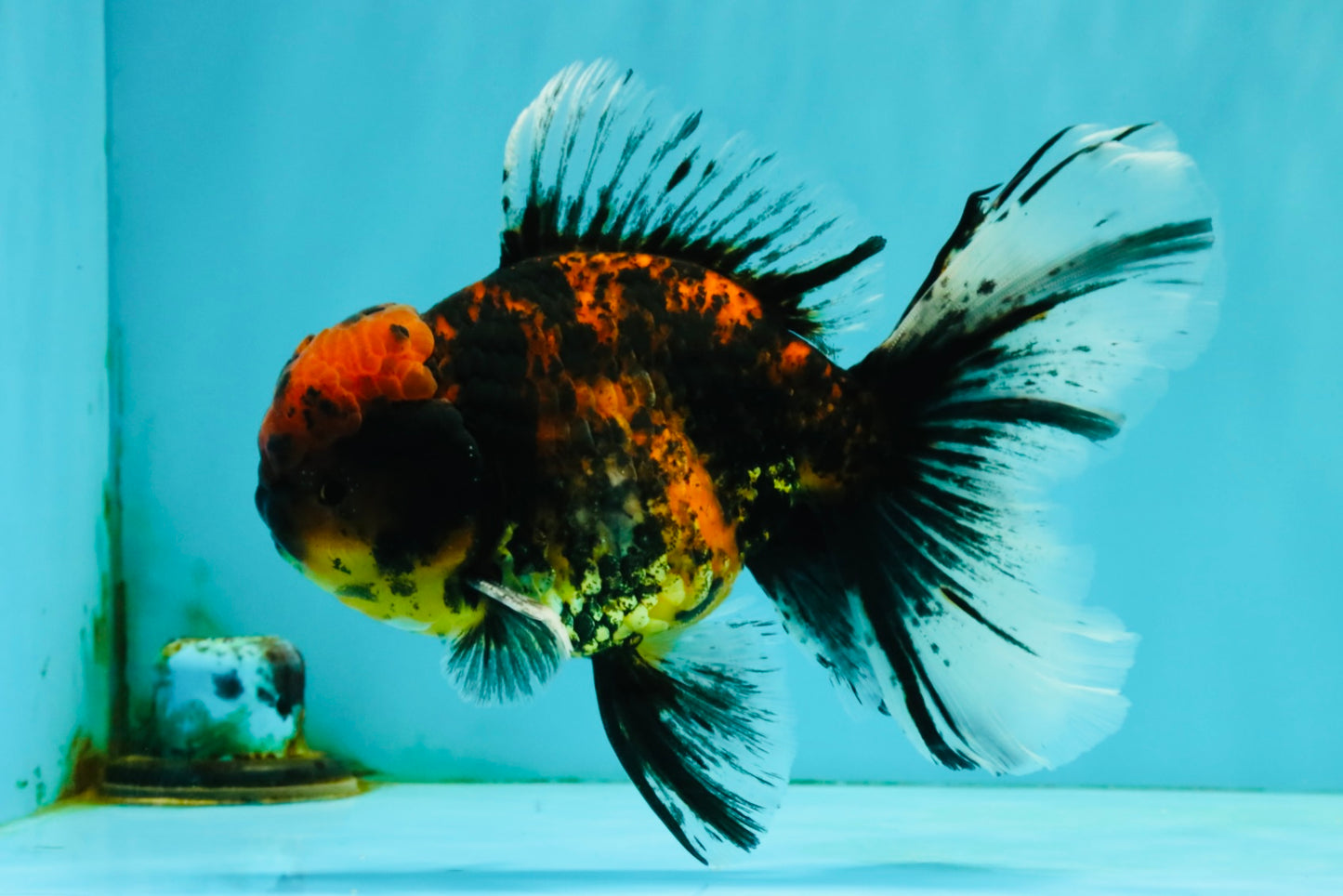 Tiger Oranda Male 6.5 inches #081426OR_02