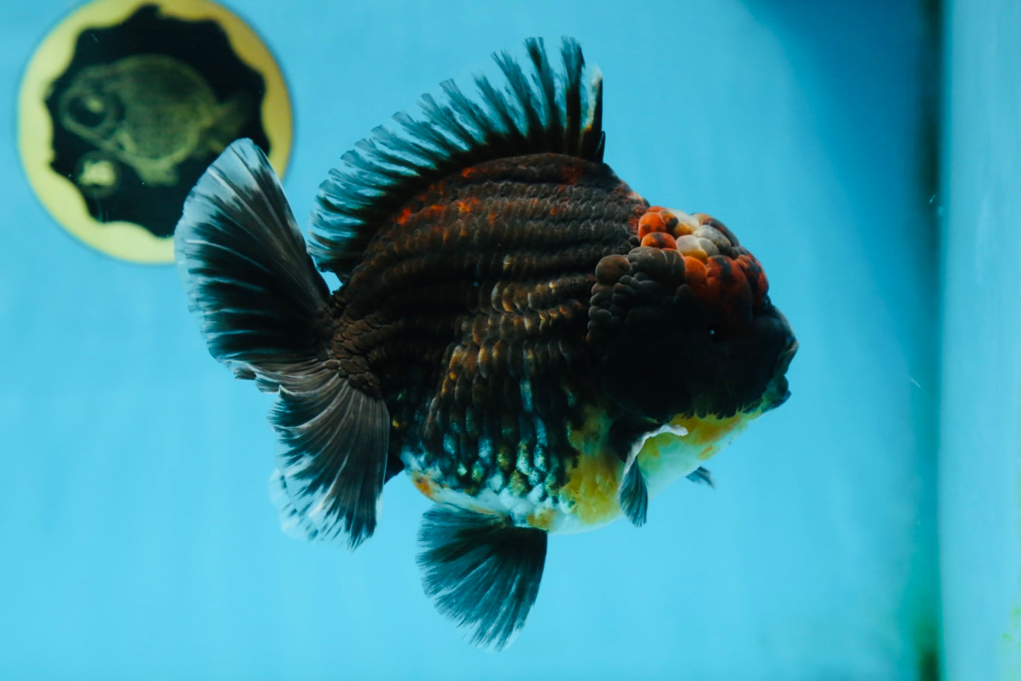 AAA Grade Godzilla Kirin Yuanbao Male 5.5 inches #082225YB_04