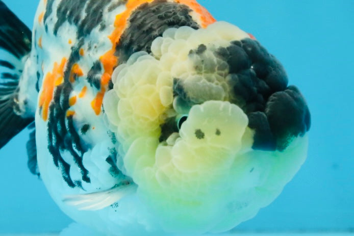 A Grade Special Tricolor LionKing 4.5-5 inches #100325LC_07