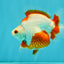 UNIQUE AAA Grade Red White Ryukin Male 4-4.5 inches #050126RK_01