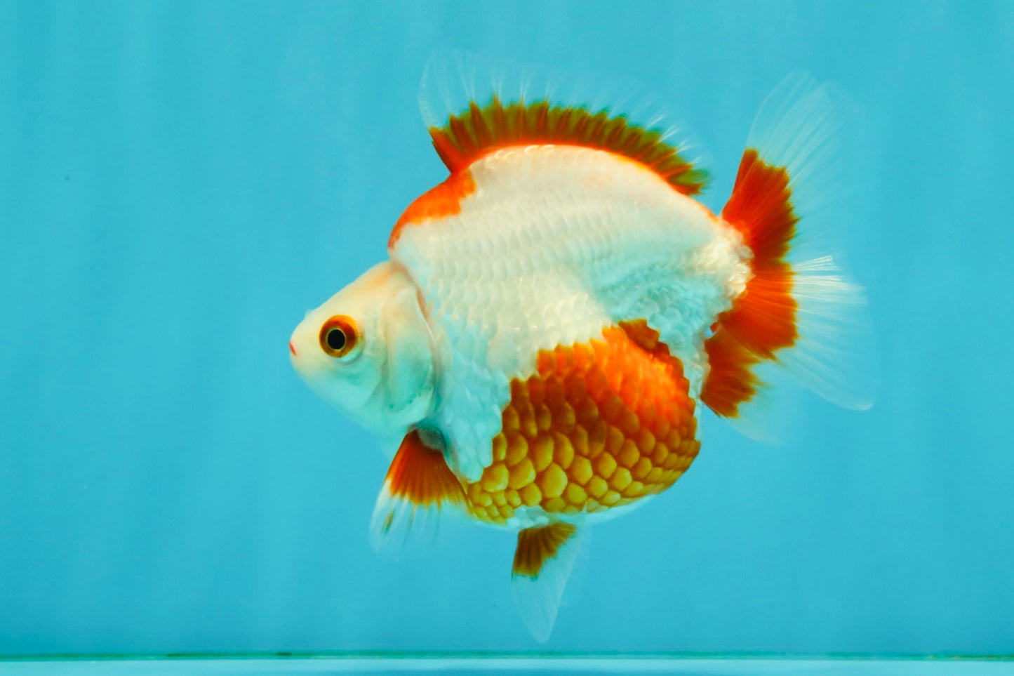 UNIQUE AAA Grade Red White Ryukin Male 4-4.5 inches #050126RK_01