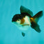 Panda Oranda Female 3.5 inches #1018OR_12