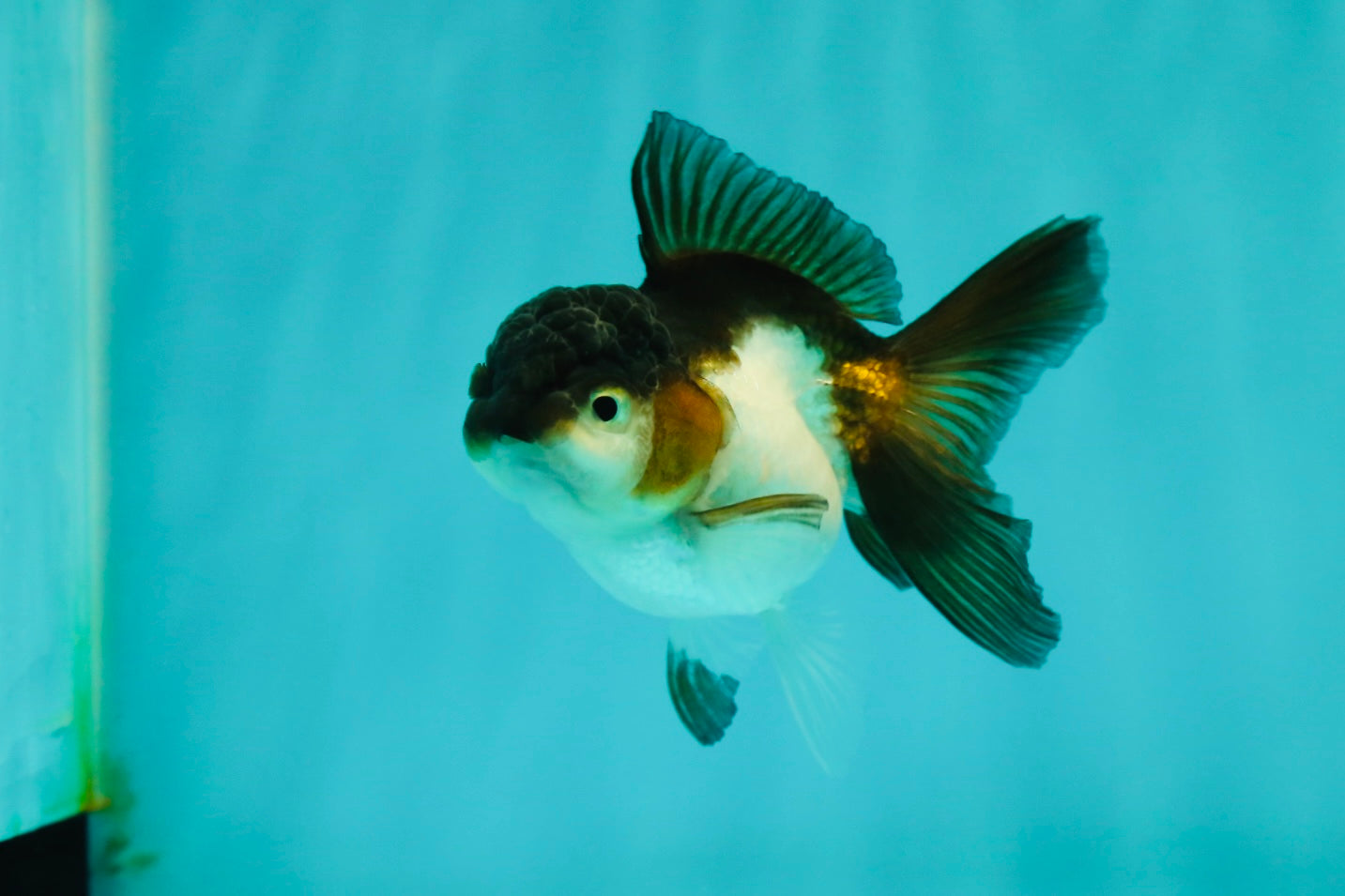 Panda Oranda Female 3.5 inches #1018OR_12