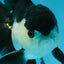A Grade Young Panda Button Eyes Oranda Male 4.5-5 inches #061325_03