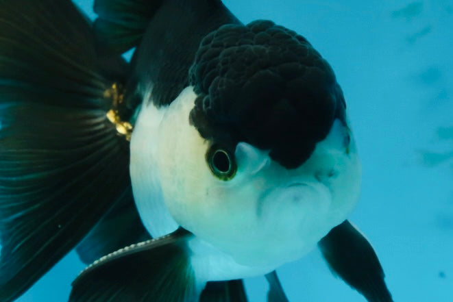 A Grade Young Panda Button Eyes Oranda Male 4.5-5 inches #061325_03