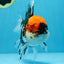 A Grade SUPER WEN Tricolor Oranda Female 6-6.5 inches #072525OR_22