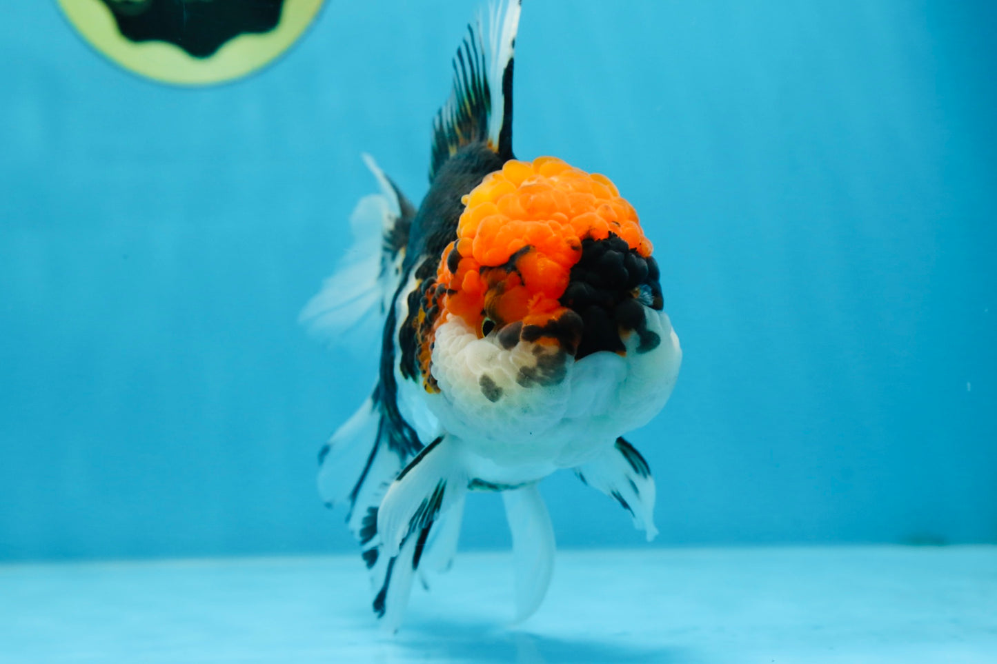 A Grade SUPER WEN Tricolor Oranda Female 6-6.5 inches #072525OR_22