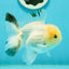 A Grade White Panda Oranda Male 4.5 inches #111524OR_25