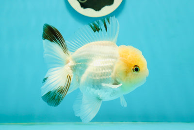 A Grade White Panda Oranda Male 4.5 inches #111524OR_25