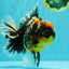 SPECIAL AAA Grade Special Kirin Oranda Male 7-7.5 inches #070326OR_04