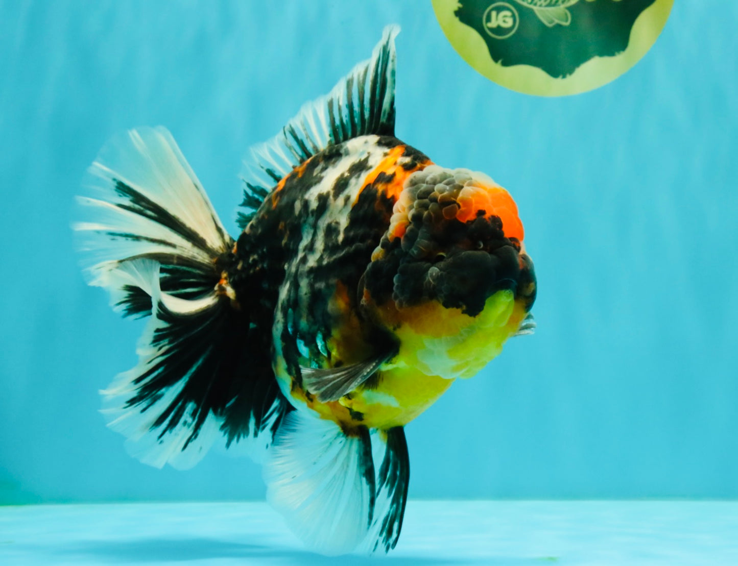 SPECIAL AAA Grade Special Kirin Oranda Male 7-7.5 inches #070326OR_04