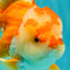 CHUBBY AAA Grade Red White Oranda Male 6 inches #081426OR_01