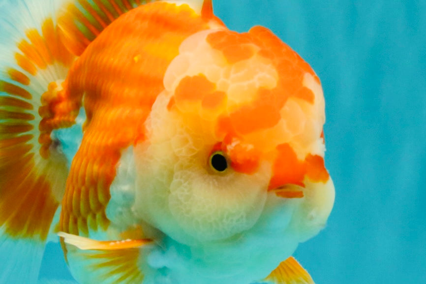 CHUBBY AAA Grade Red White Oranda Male 6 inches #081426OR_01