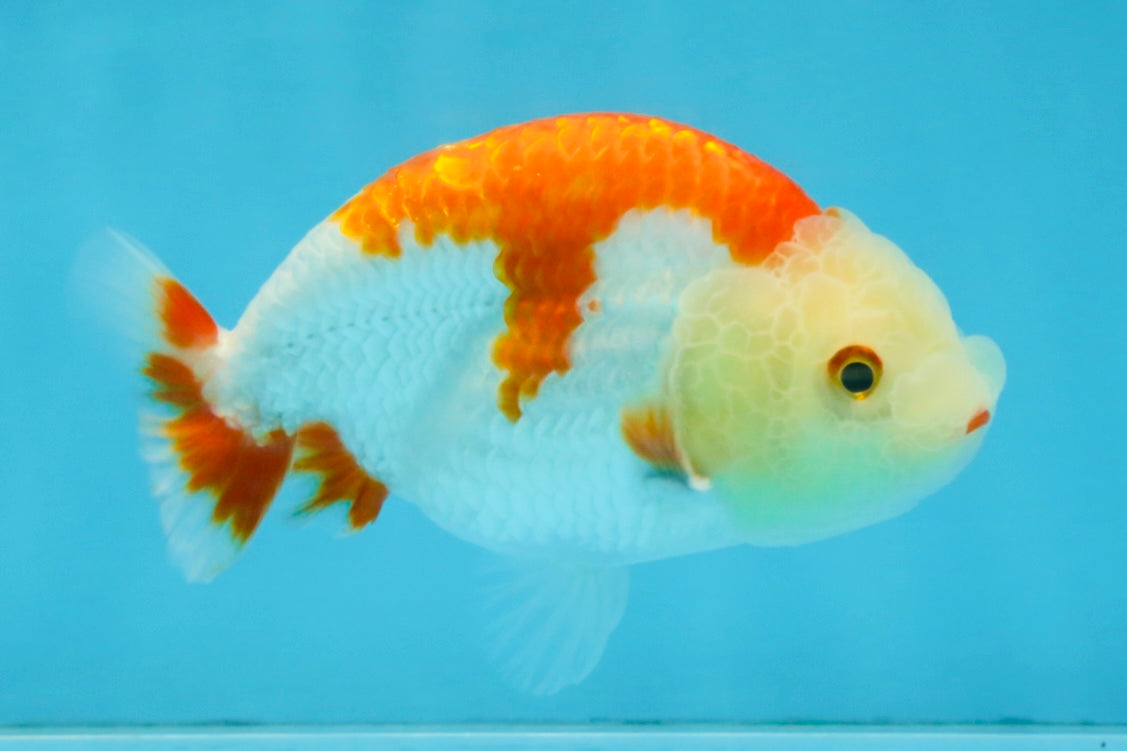 A Grade Red White LionKing 4 inches #112825LC_11