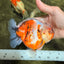 AAA Grade Marble Calico Sakura Yuanbao Female 5.5 inches #101626YB_41
