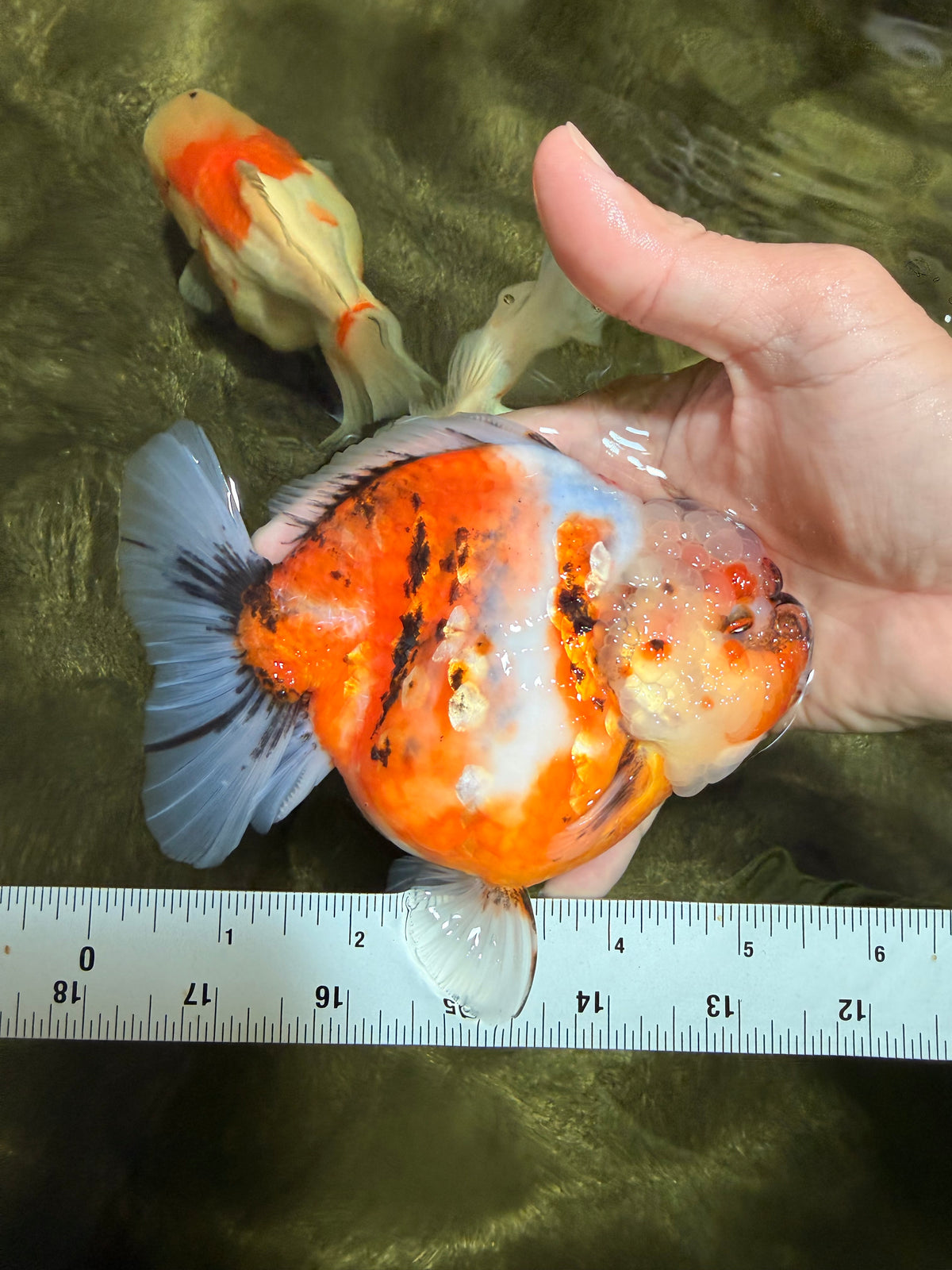 AAA Grade Marble Calico Sakura Yuanbao Female 5.5 inches #101626YB_41