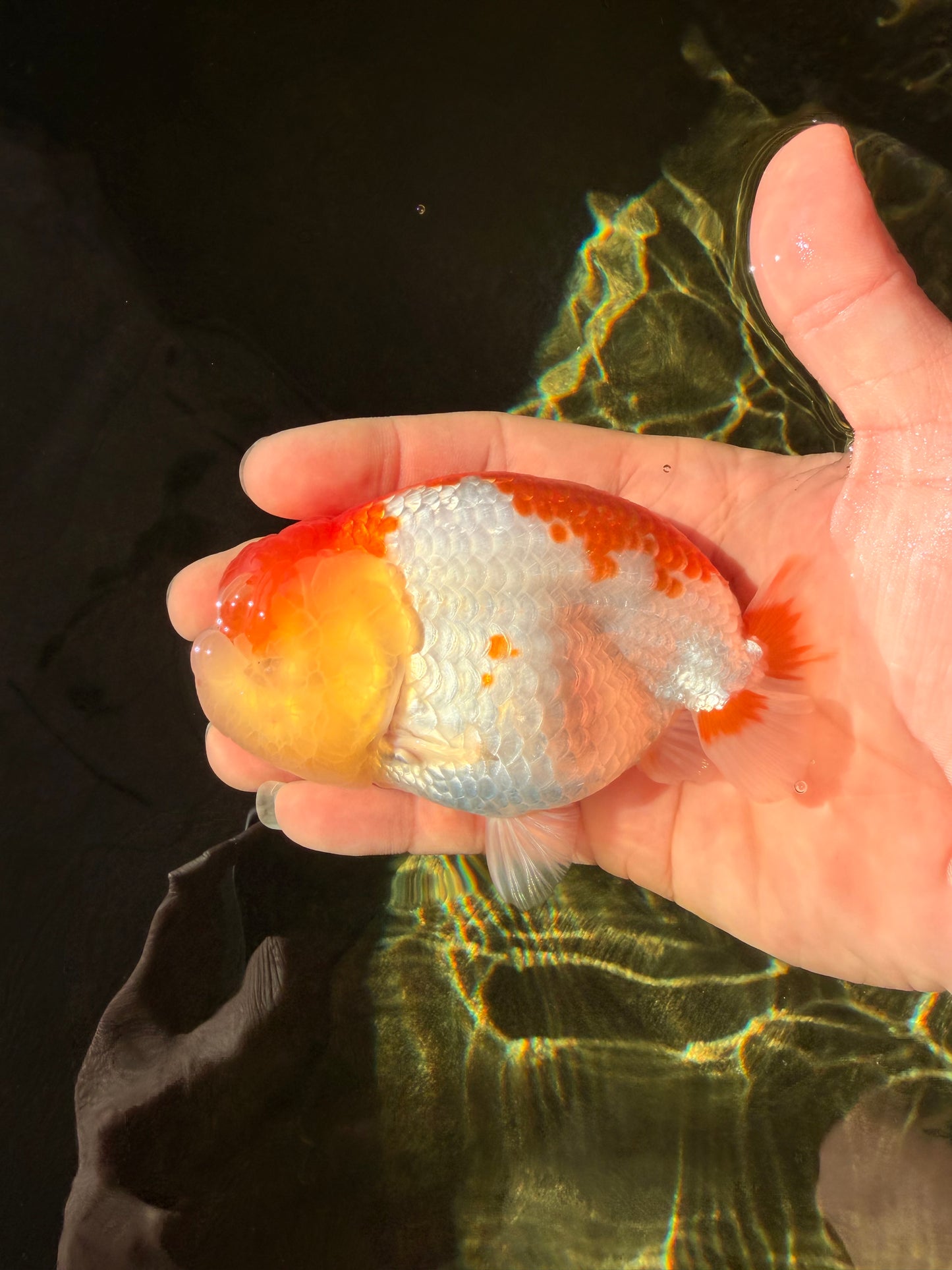 AAA Grade Dragon Head Kohaku Red White LionKing 4-4.5 inches #022726LC_29