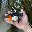 A Grade Tricolor Oranda Male 5.5 inches #051625OR_30