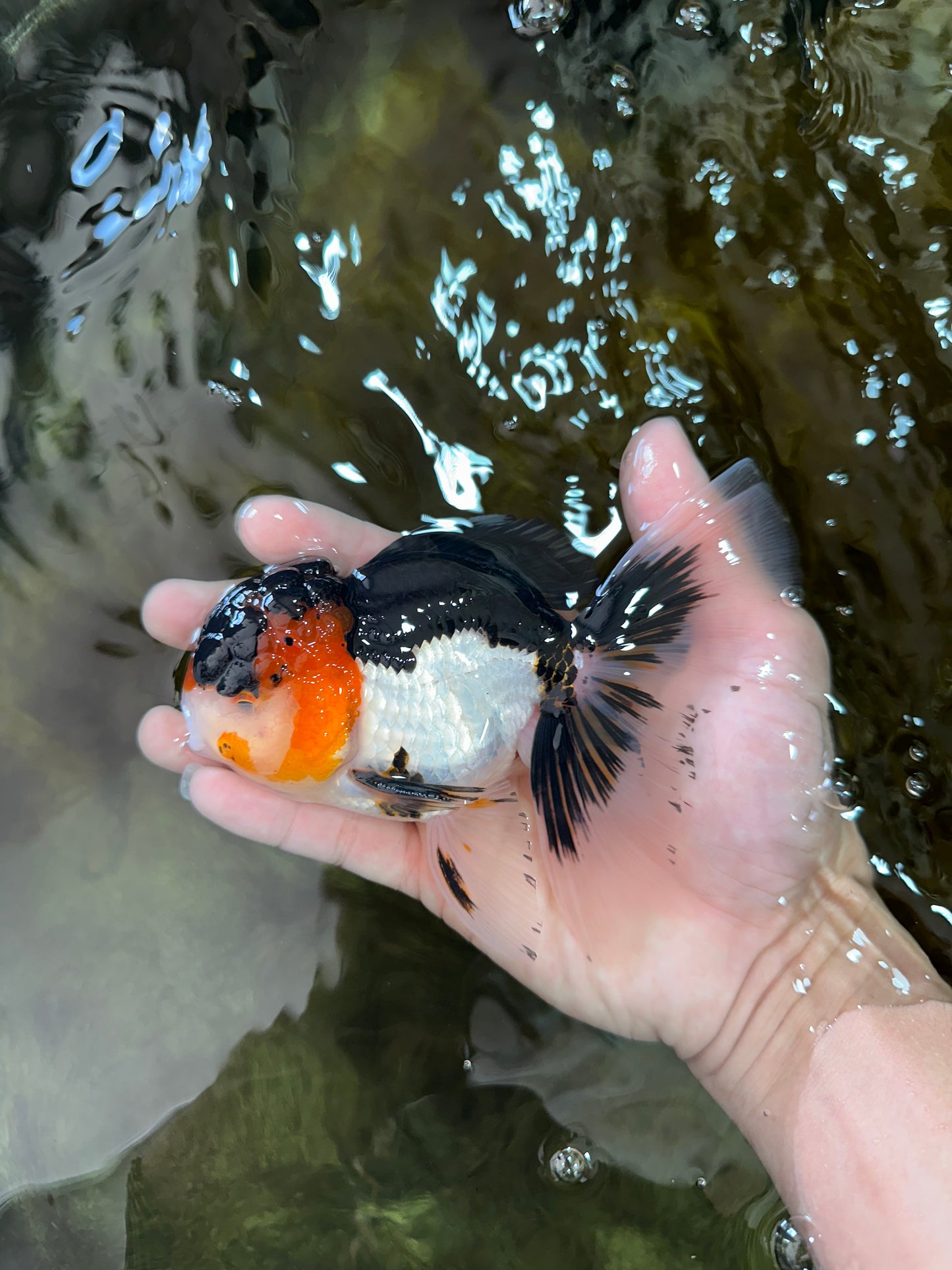 A Grade Tricolor Oranda Male 5.5 inches #051625OR_30