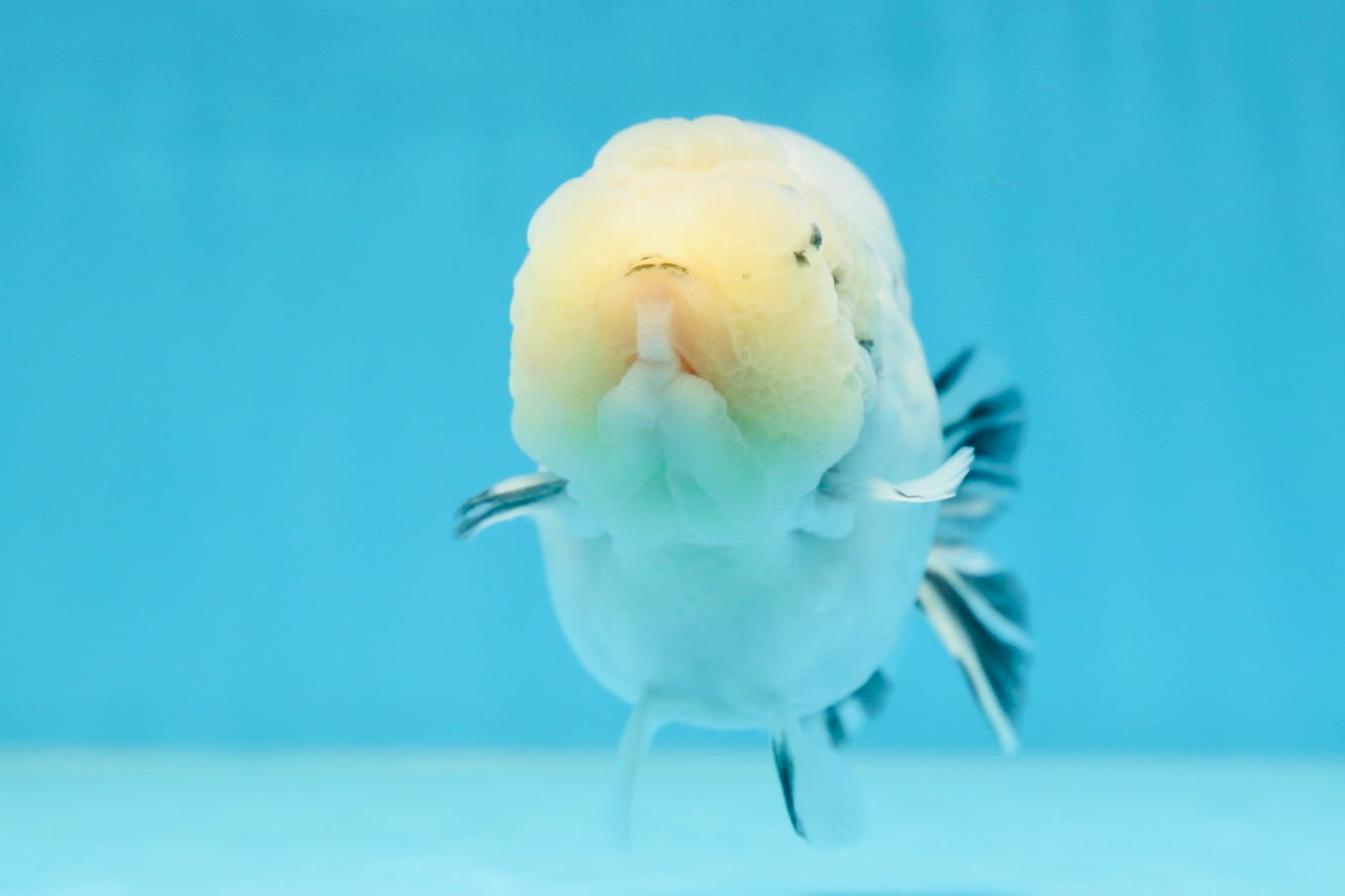 A Grade Marble Blue Back Sakura Lionking 4.5 inches #080125LC_16