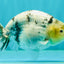 UNIQUE AAA Grade Jumbo Bloodline White Tiger Ranchu Male 4.5-5 inches #071726RC_06