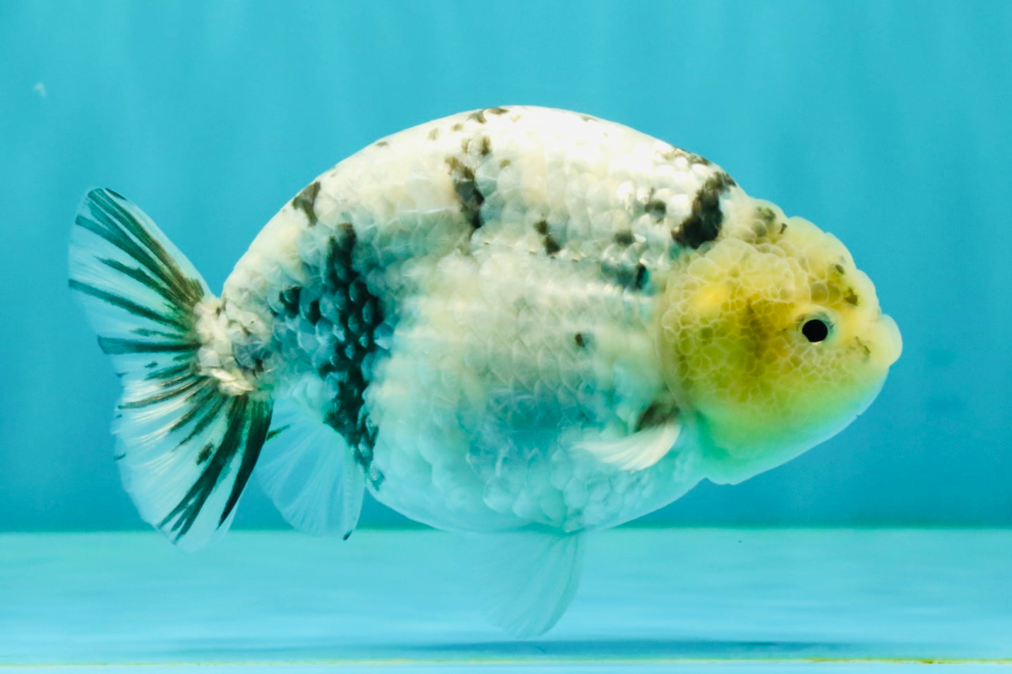 UNIQUE AAA Grade Jumbo Bloodline White Tiger Ranchu Male 4.5-5 inches #071726RC_06
