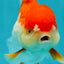 Cheeky Red White Oranda Female 5-5.5 inches #110124OR_02