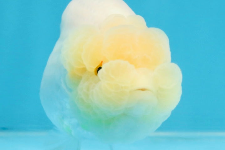 A Grade White LionQueen 4 inches #103125LC_26