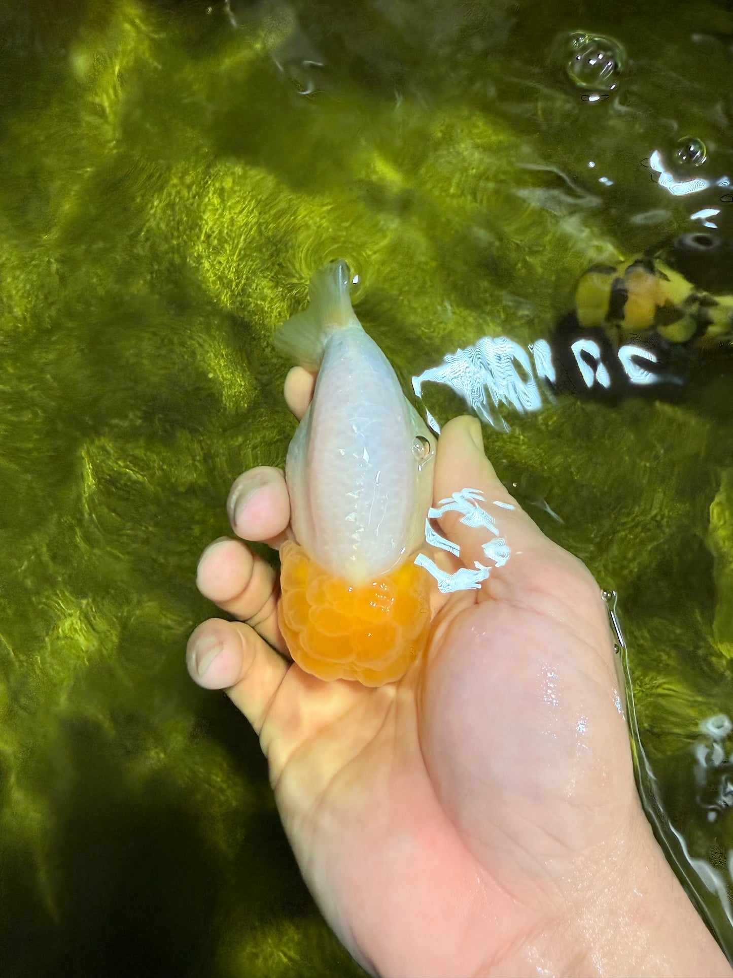 SUPER CUTE AAA Grade White LionKing 4 inches #022026LC_18