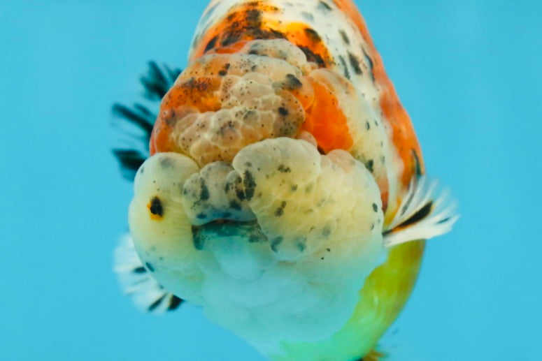 AAA Grade Calico LionKing 4.5-5 inches #050925LC_03