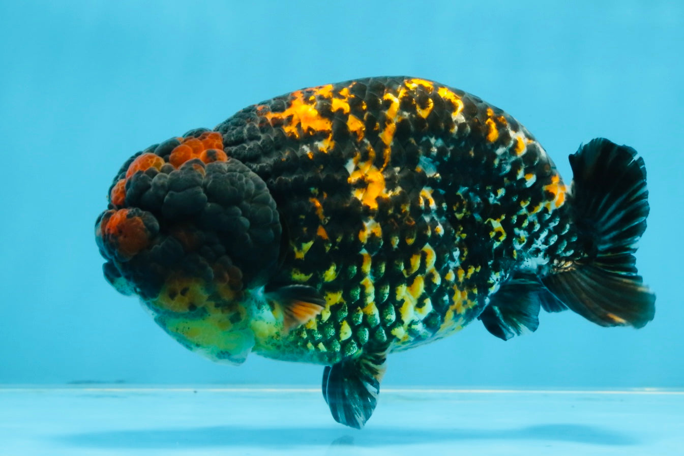 A Grade Tricolor Tiger LionKing 5.5 inches #103125LC_11