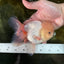 AAA Grade White Oranda Male 5.5 inches #050925OR_45