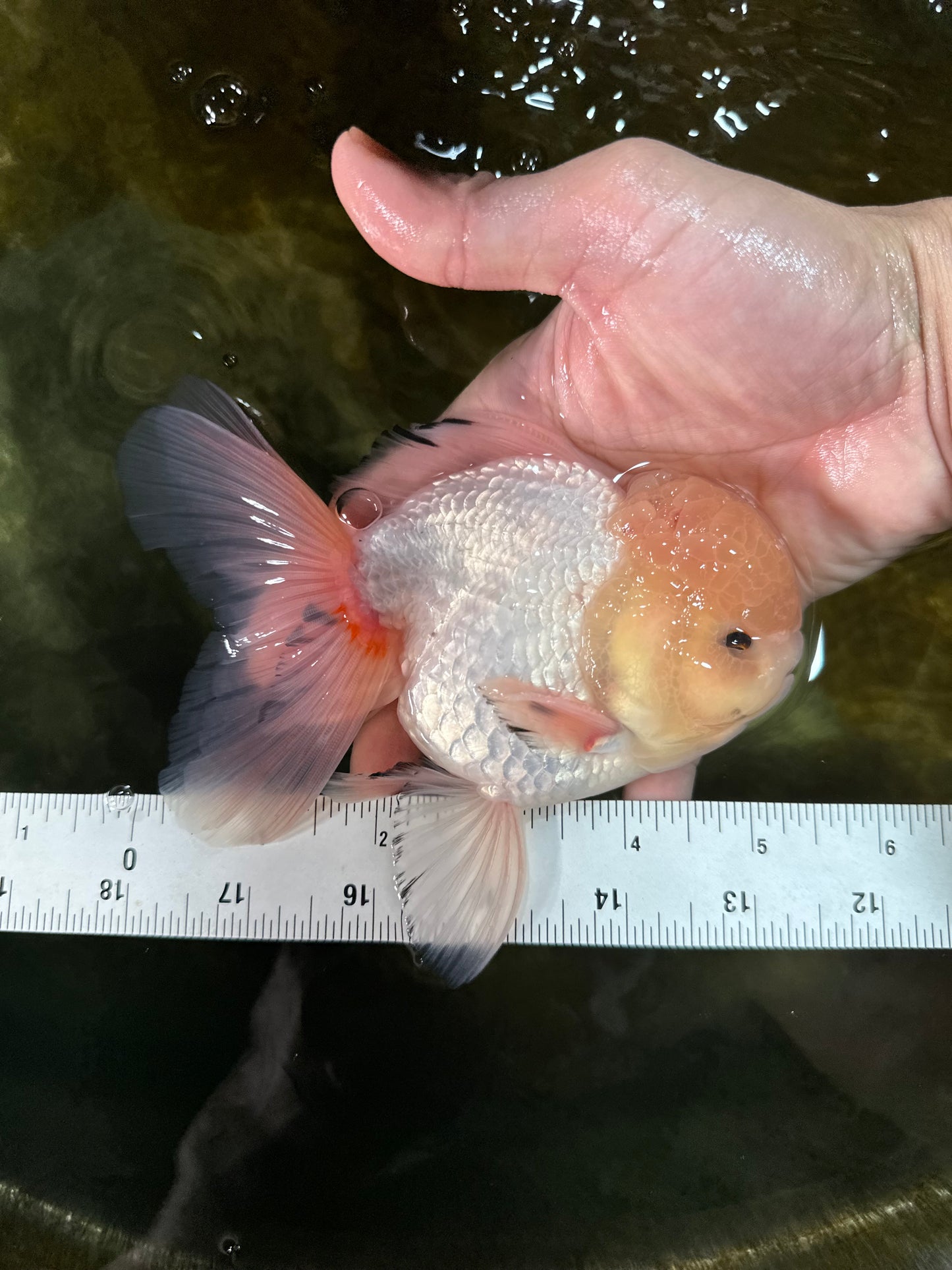 AAA Grade White Oranda Male 5.5 inches #050925OR_45