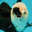 AAA Grade Giant Generation Panda Oranda Male 6.5 inches #102524OR_07