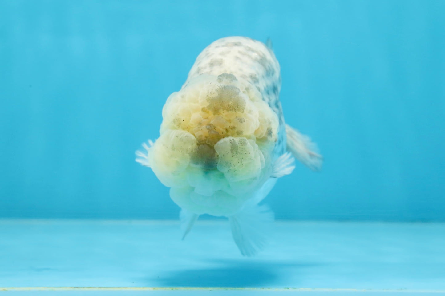 A Grade SUPER CUTE White Tiger LionKing 4.5 inches #100325LC_09