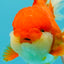 JUMBO A Grade Godzilla Red White Oranda Male 7 inches #031326OR_03
